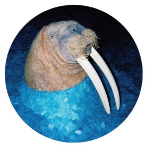 Tross - Walrus Ep (Pic Disc) i gruppen VINYL hos Bengans Skivbutik AB (1972011)