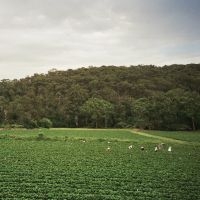 Albrecht La'brody - Healesville i gruppen VINYL hos Bengans Skivbutik AB (3644897)