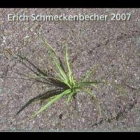 Schmeckenbecher Erich - 2007 i gruppen CD / Metal,Pop-Rock hos Bengans Skivbutik AB (4265384)