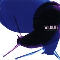 Phillips Anthony & Joji Hirota - Wildlife (Remastered And Expanded) i gruppen CD / Pop-Rock hos Bengans Skivbutik AB (4349620)