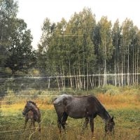 Pianos Become The Teeth - Old Pride (Forest Green Vinyl) i gruppen Kommende produkter - 10 procent hos Bengans Skivbutik AB (5520747)