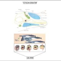 Sun Araw - Cetacean Sensation i gruppen VI TIPSER / Fredagsutgivelser / Fredag den 28:e Juni 2024 hos Bengans Skivbutik AB (5550000)