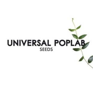 Universal Poplab - Seeds i gruppen CD / Pop hos Bengans Skivbutik AB (674055)