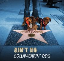 Piper & Scooter - Ain't No Collawearin' Dog i gruppen VI TIPSER / Julegavetips CD hos Bengans Skivbutik AB (2396880)